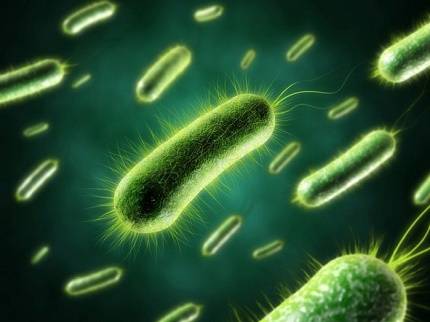 Бактерии для септиков Доктор «Робик»: обзор принципа действия, инструкция п ... - фото