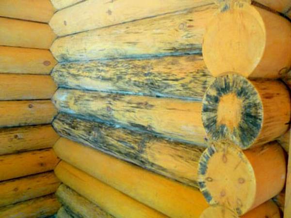 Как убрать плесень с деревянных поверхностей: обзор самых эффективных метод ... - фото