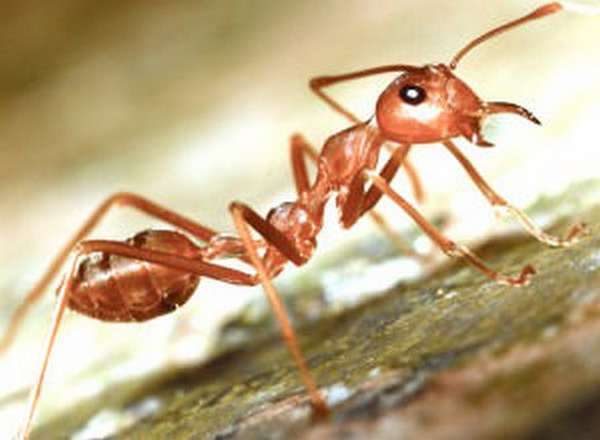 Как избавиться от муравьев с фото