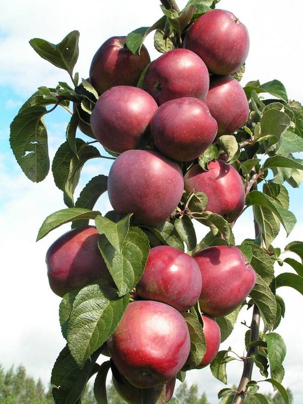 Колоновидная яблоня Посадка, выращивание и уход с фото