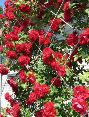 Как вырастить пышную плетистую розу за три года - фото