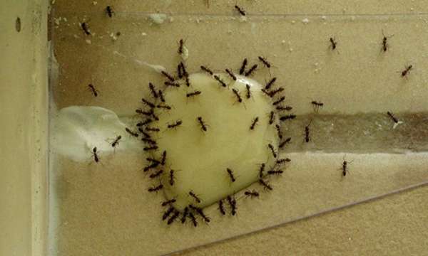 Уничтожение муравьев в квартире - фото