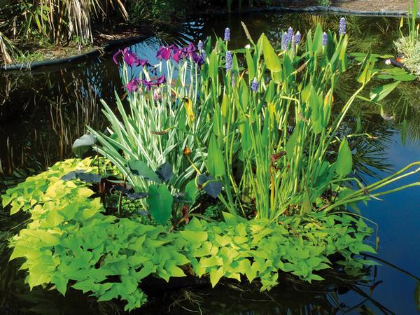 Водные растения: особенности выбора для садового водоема с фото